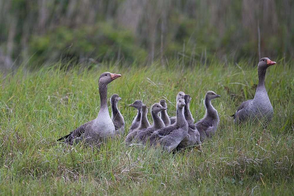 Greylag goose (Anser anser), adult with young animals, Texel, Netherlands