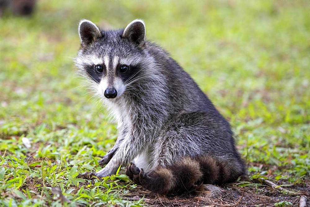 Raccoon (Procyon lotor) sits in a meadow, Louisiana, USA, North America