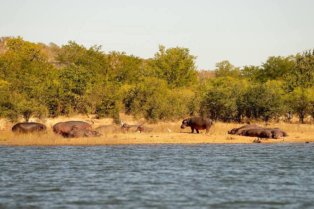 Hippos (Hippopotamus amphibius) on shore, Lake Kariba, Zimbabwe, Africa