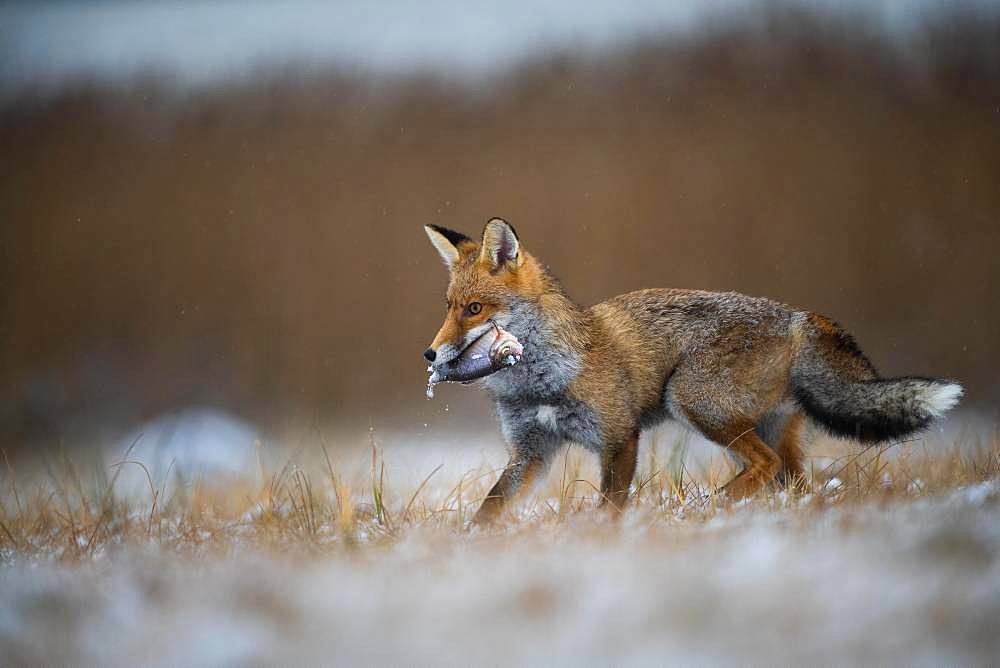 Red fox (Vulpes vulpes) with captured fish in winter, Eifel, Rhineland-Palatinate, Germany, Europe