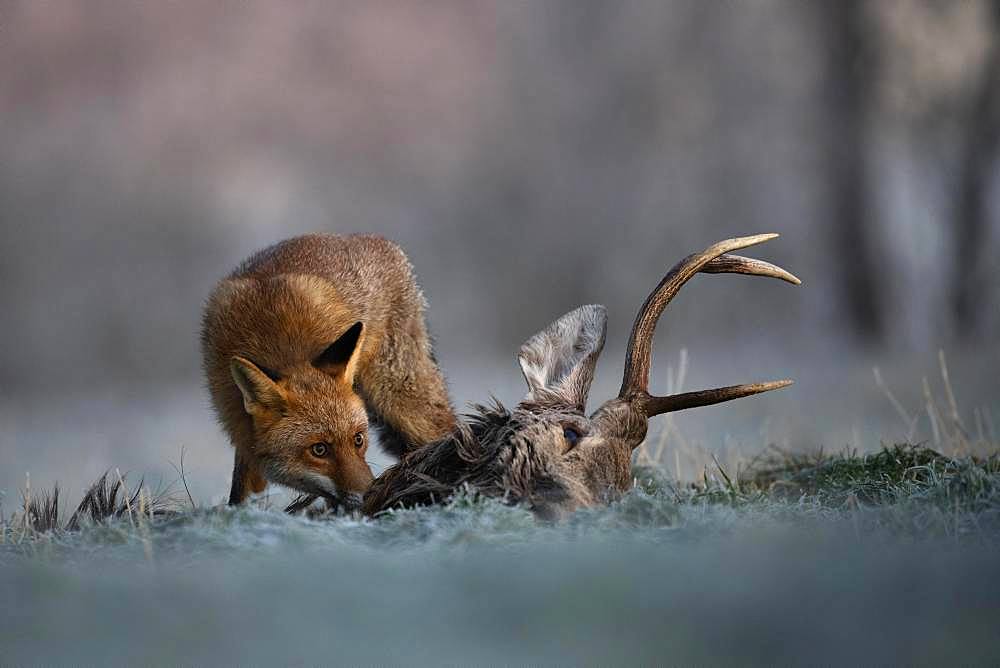 Red fox (Vulpes vulpes) eats on dead deer in winter, Eifel, Rhineland-Palatinate, Germany, Europe