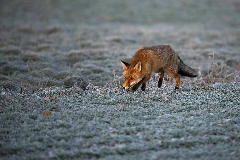 Red fox (Vulpes vulpes) laces in winter, Eifel, Rhineland-Palatinate, Germany, Europe