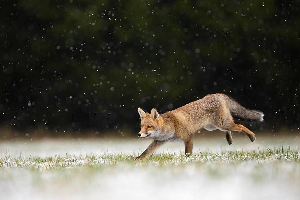 Red fox (Vulpes vulpes) runs during snowfall, Eifel, Rhineland-Palatinate, Germany, Europe