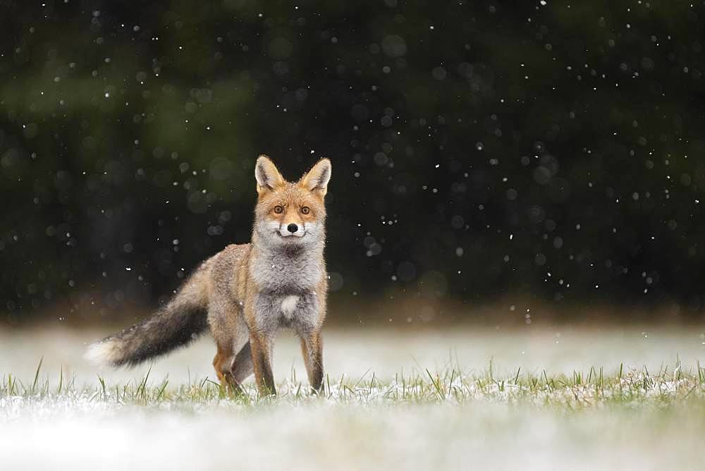 Red fox (Vulpes vulpes) during snowfall, Eifel, Rhineland-Palatinate, Germany, Europe