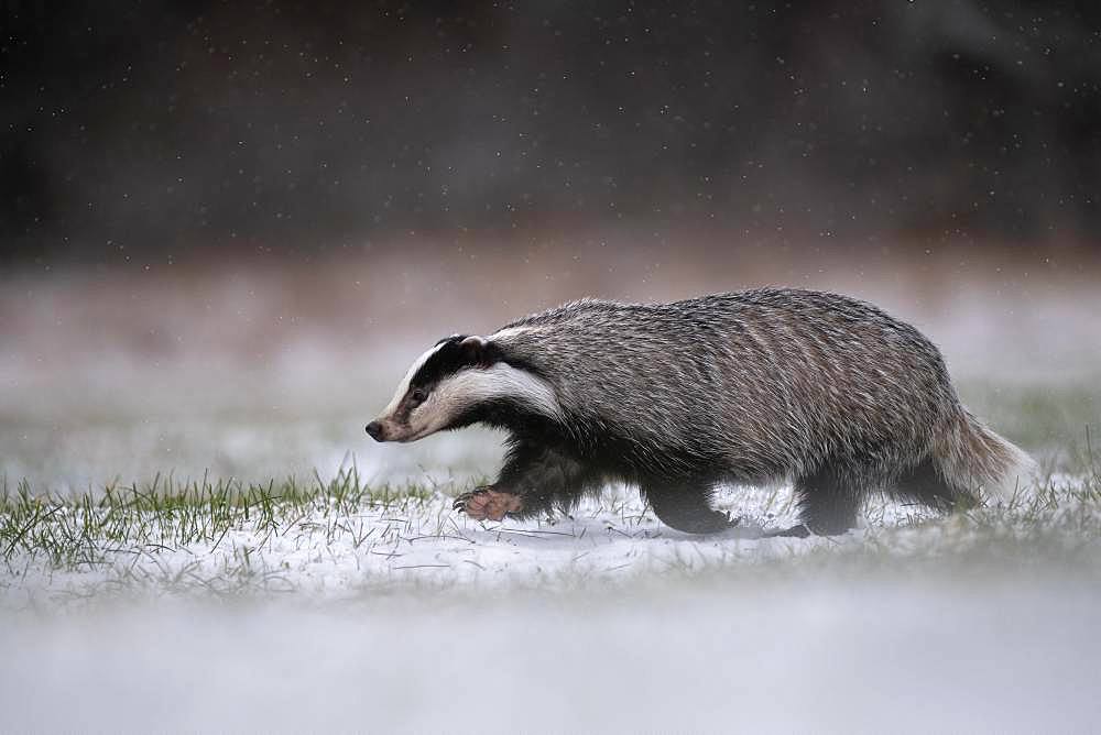 European badger (Meles meles) runs over snowy meadow during snowfall, Eifel, Rhineland-Palatinate, Germany, Europe