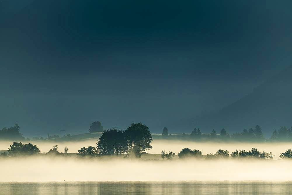 Lake Forggensee with small group of trees in fog, Fuessen, Swabia, Bavaria, Germany, Europe