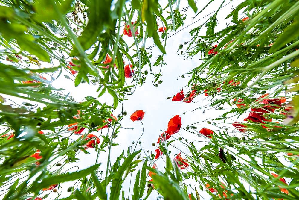 Poppy flowers (Papaver) with meadow plants from below in front of a bright sky, Germany, Europe