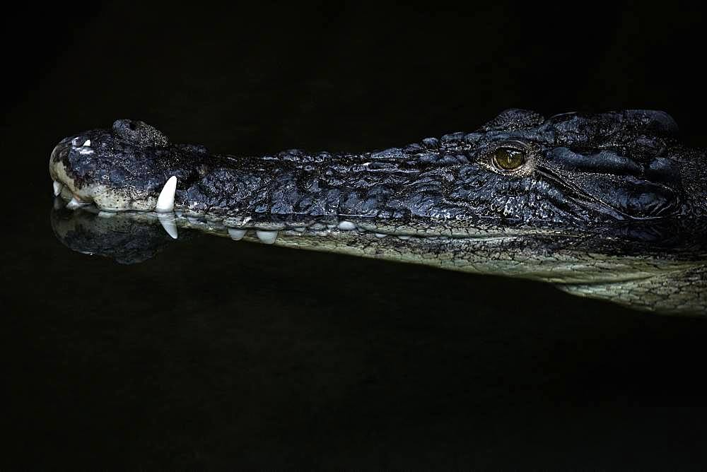 Saltwater crocodile (Crocodylus porosus), animal portrait, captive, Germany, Europe