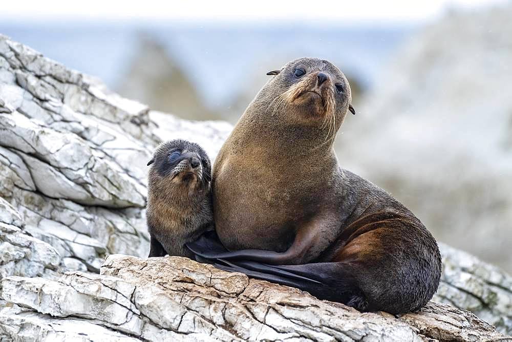 New Zealand fur seals (Arctocephalus forsteri), dam with young on rock, Kaikoura, Canterbury, South Island, New Zealand, Oceania