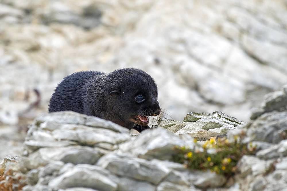 New Zealand fur seal (Arctocephalus forsteri), young animal on rock, Kaikoura, Canterbury, South Island, New Zealand, Oceania