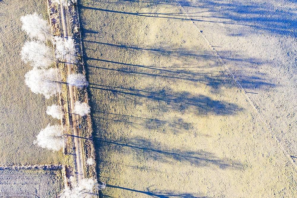 Field path through birch avenue with hoarfrost, Schwaigwall, near Geretsried, drone shot, Upper Bavaria, Bavaria, Germany, Europe