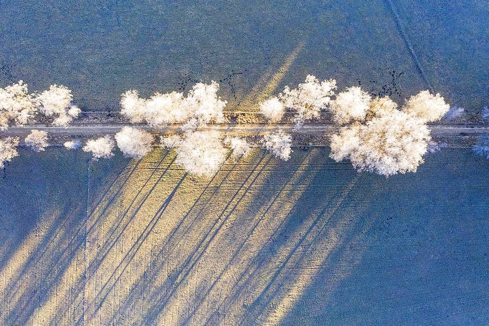 Field path through birch avenue with hoarfrost, Schwaigwall, near Geretsried, drone shot, Upper Bavaria, Bavaria, Germany, Europe