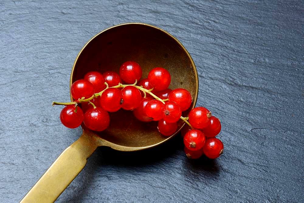 Red currants in brass ladle, Germany, Europe