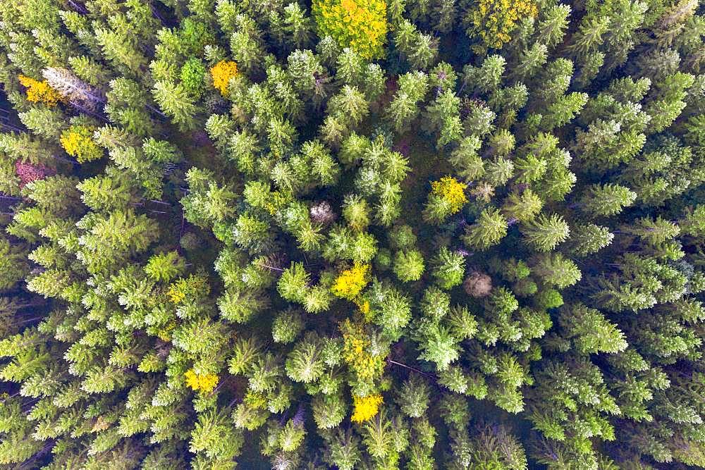 Autumn mixed forest from above, near Kruen, drone shot, Upper Bavaria, Bavaria, Germany, Europe