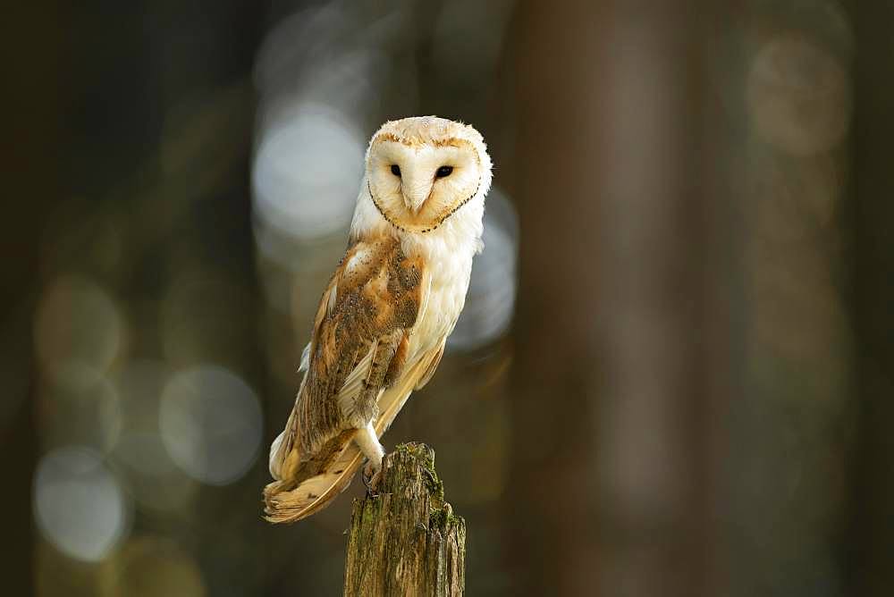 Common barn owl (Tyto alba), standing on dead tree stump, captive, Bohemian Forest, Czech Republic, Europe