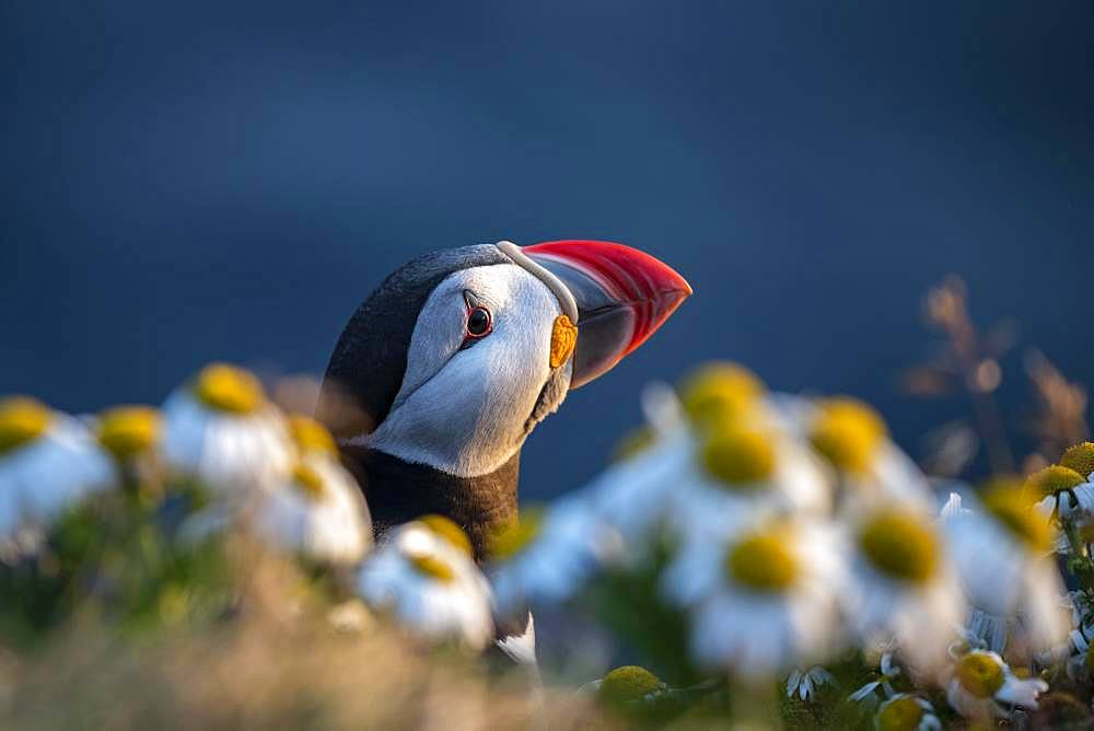 Puffin (Fratercula arctica), animal portrait between flowers, bird rock Latrabjarg, Westfjords, Iceland, Europe