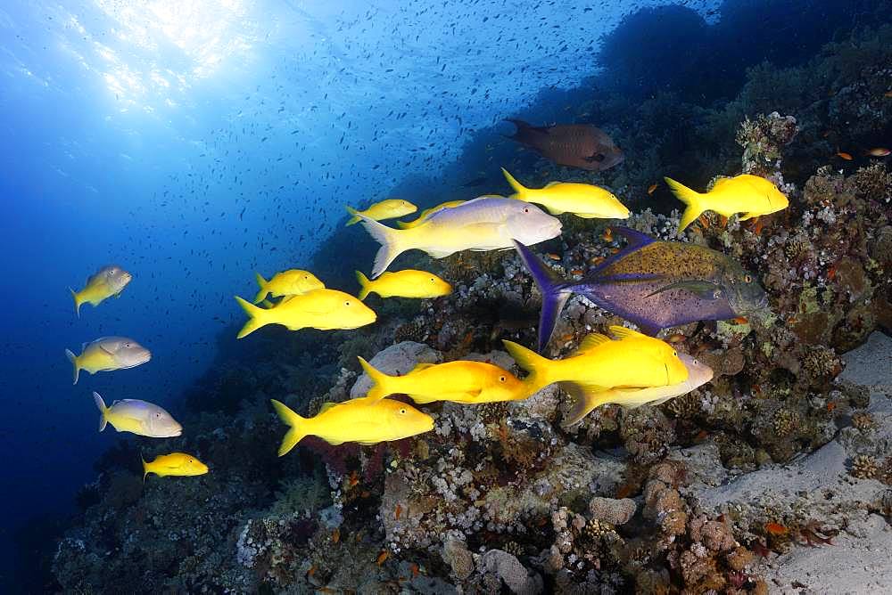 Swarm Golden Goatfish (Parupeneus cyclostomus), at the coral reef in backlight, Sharm el Sheik, Sinai Peninsula, Red Sea, Egypt, Africa