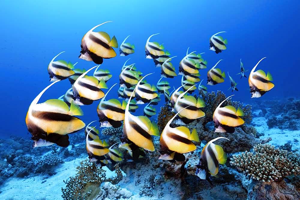 Swarm Red Sea bannerfish (Heniochus intermedius), Red Sea, Egypt, Africa