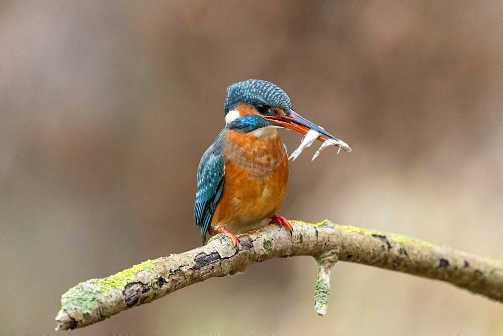 Common kingfisher (Alcedo atthis), female with two fish, Hesse, Germany, Europe