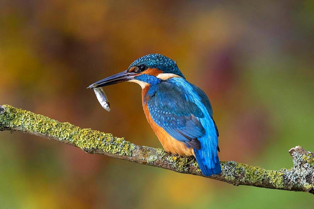 Common kingfisher (Alcedo atthis), male with fish, Hesse, Germany, Europe