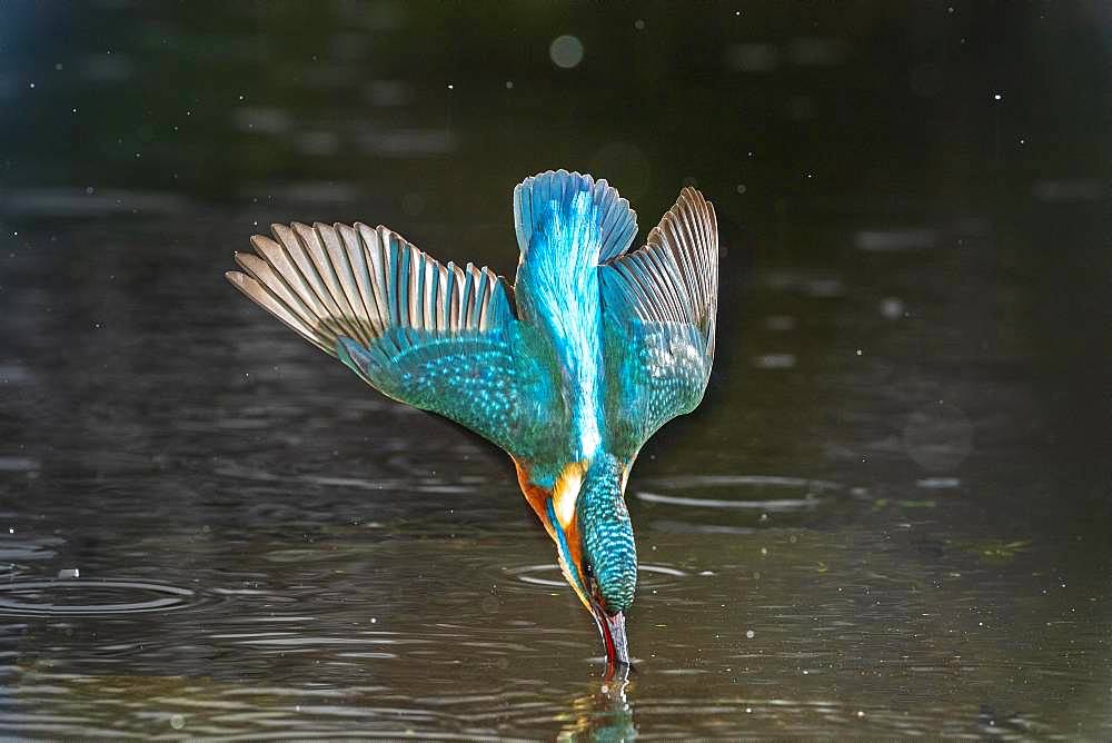 Common kingfisher (Alcedo atthis), immerses, Hesse, Germany, Europe