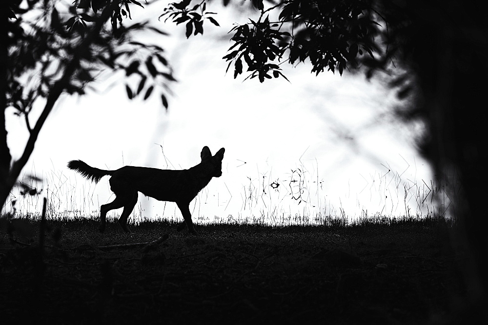 Dhole (Cuon alpinus), silhouette in the forest, Tadoba Andhari Tiger Reserve, India, Asia