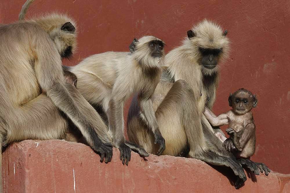 Northern plains gray langurs (Semnopithecus entellus), animal group sitting on a wall, Ranthambhore National Park, Rajasthan, India, Asia