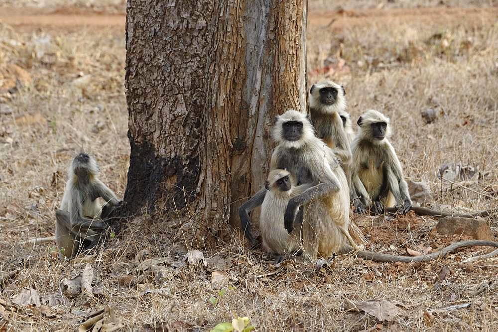 Northern plains gray langurs (Semnopithecus entellus), animal group sitting in grass, Tadoba Andhari Tiger Reserve, India, Asia