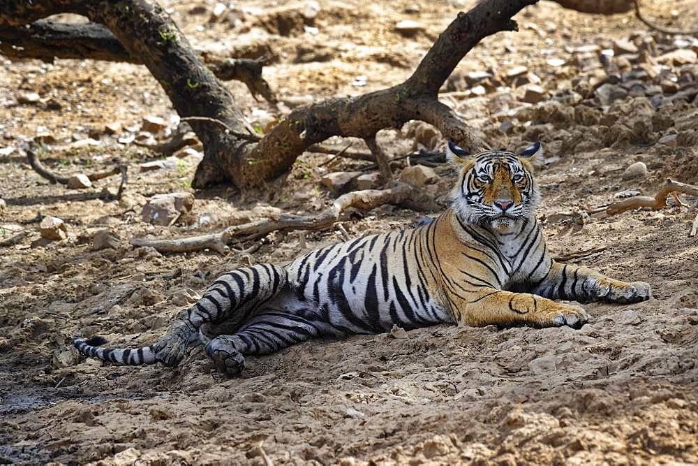 Bengal tiger (Panthera tigris tigris), female resting on ground, Ranthambhore National Park, Rajasthan, India, Asia