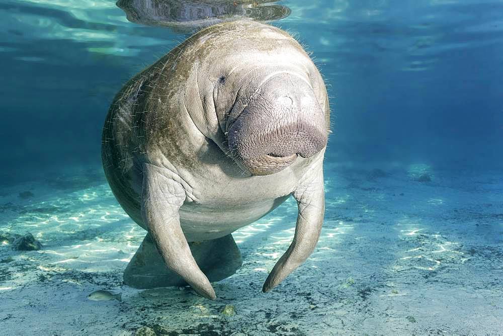 West Indian manatee (Trichechus manatus), female, cow, Three Sisters Springs, Manatee Sanctuary, Crystal River, Florida, USA, North America