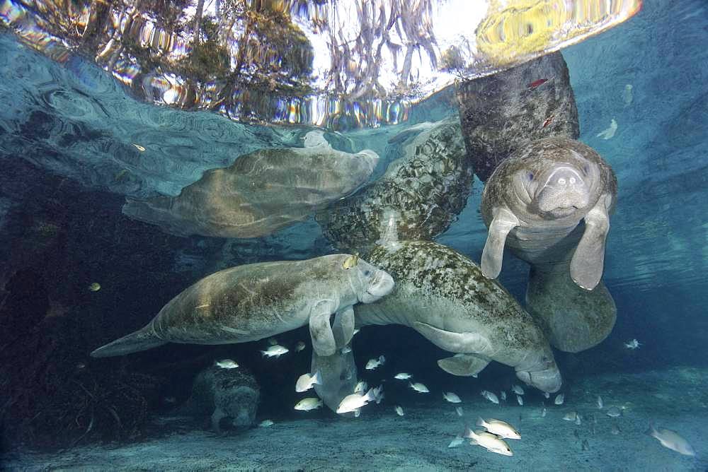 West Indian manatee (Trichechus manatus), family, bull, cow, and calf, Three Sisters Springs, Manatee Sanctuary, Crystal River, Florida, USA, North America