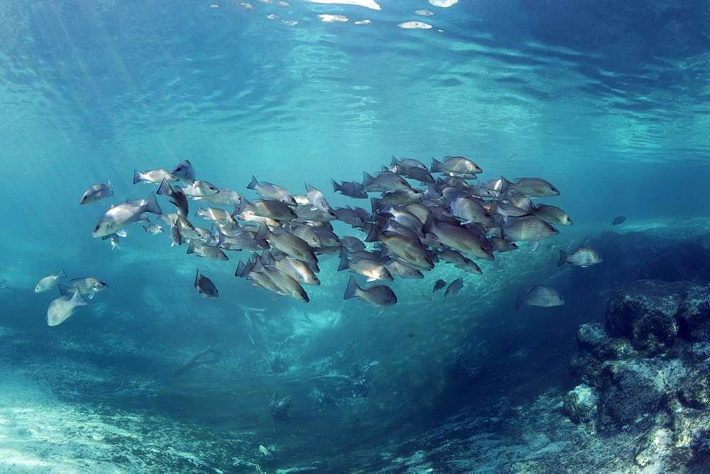 Swarm of Mangrove snappers (Lutjanus griseus), Three Sisters Springs, Manatee sanctuaries, Crystal River, Florida, USA, North America