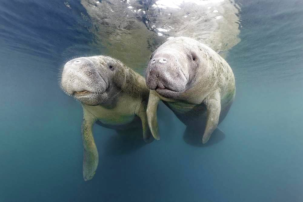 Pair West Indian manatees (Trichechus manatus), Three Sisters Springs, Manatee Sanctuary, Crystal River, Florida, USA, North America