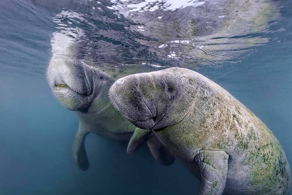 Pair West Indian manatees (Trichechus manatus), Three Sisters Springs, Manatee Sanctuary, Crystal River, Florida, USA, North America