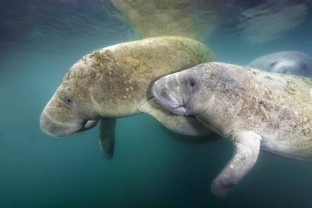 West Indian manatees (Trichechus manatus), pair, Three Sisters Springs, Manatee Conservation Area, Crystal River, Florida, USA, North America