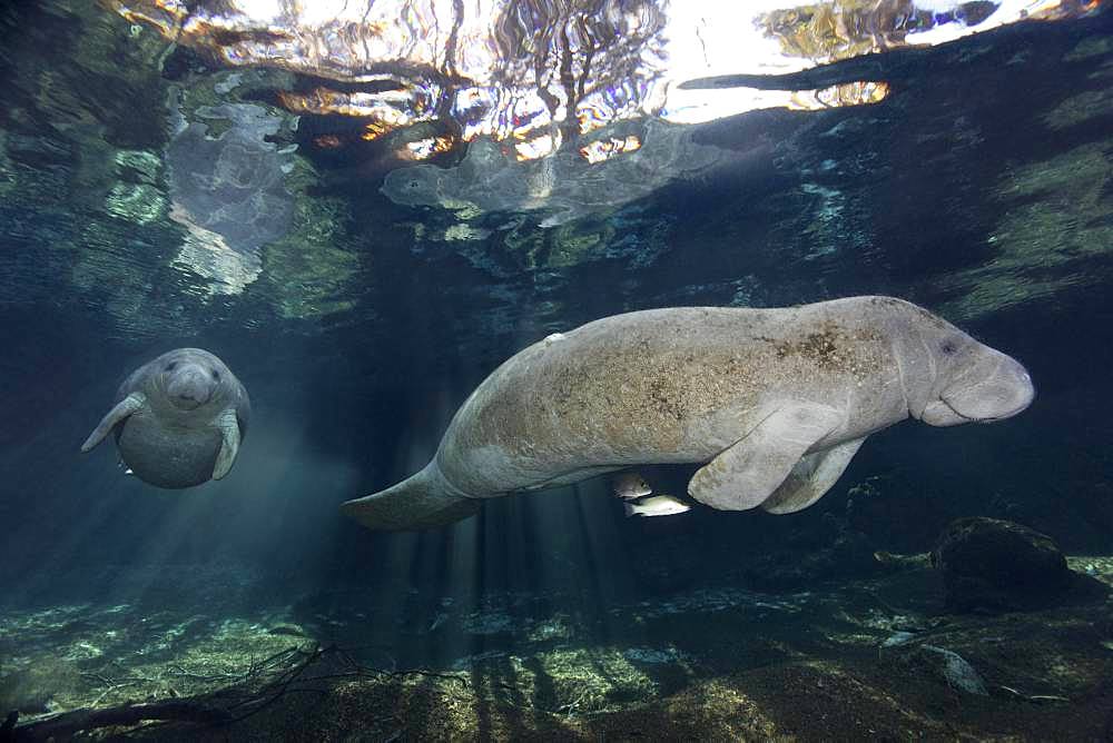 West Indian manatee (Trichechus manatus), with young animal, calf, Three Sisters Springs, Manatee Conservation Area, Crystal River, Florida, USA, North America