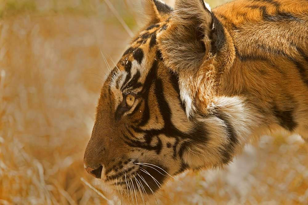 Portriat of an alert tiger (Panthera tigris tigris), Ranthambore National Park, Rajasthan, India, Asia