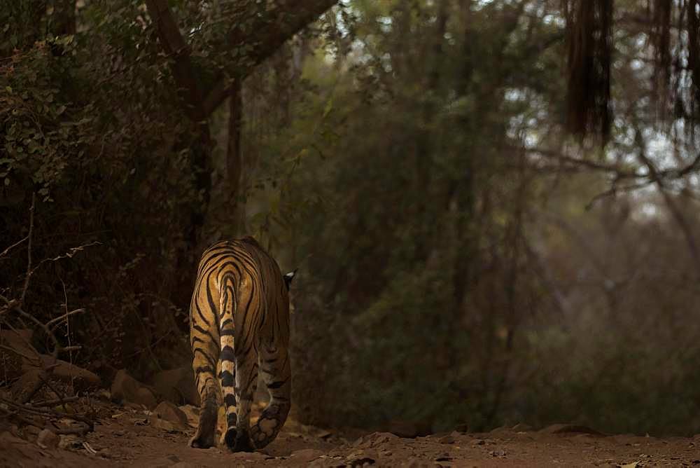 Tiger (Panthera tigris tigris) walking away on a forest track in the dark and dry forests, Ranthambore National Park, Rajasthan, Inida