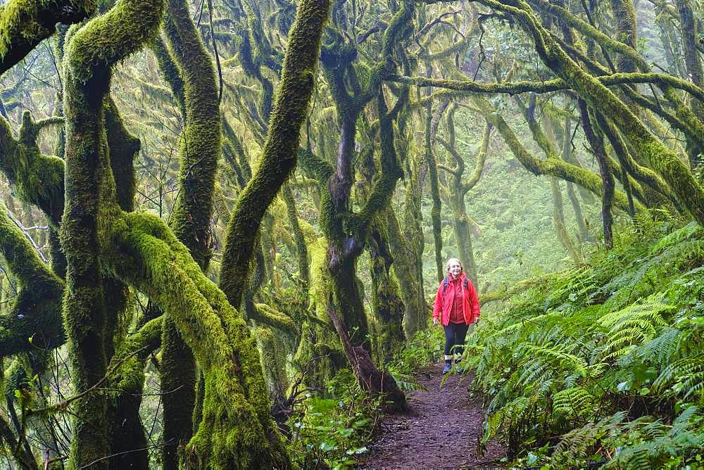 Woman hiking on forest path in cloud forest, Garajonay National Park, La Gomera, Canary Islands, Spain, Europe