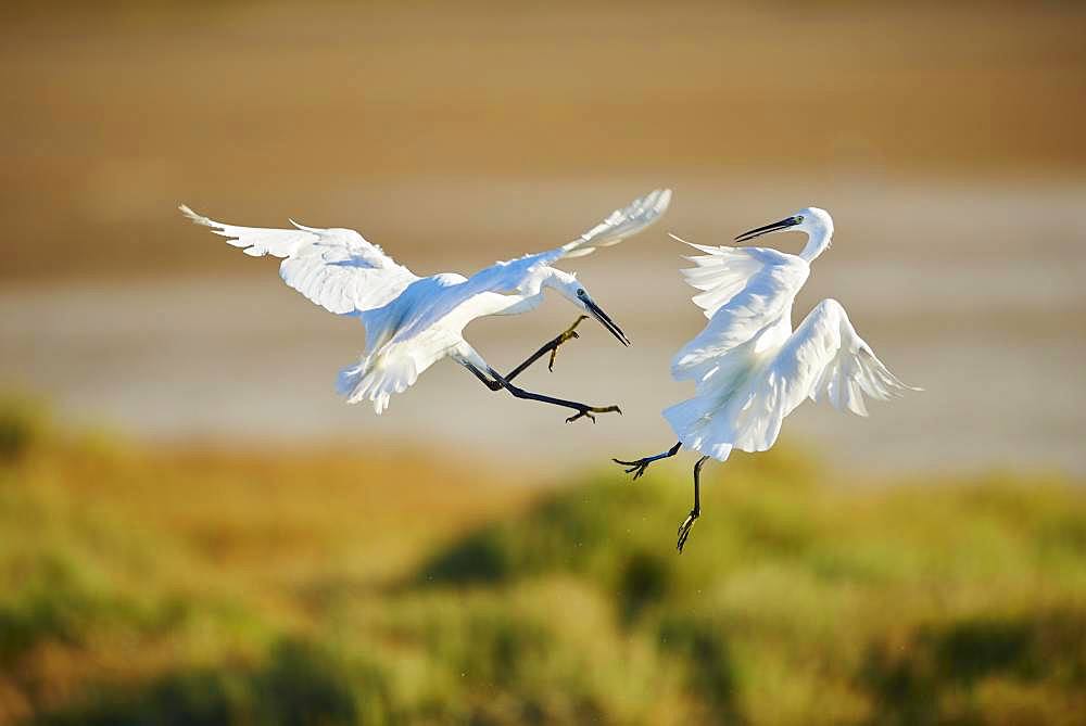 Little egret (Egretta garzetta) wildlife, Saintes-Maries-de-la-Mer, Parc Naturel Regional de Camargue, France, Europe