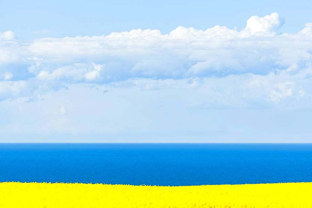 Blooming Rape field (Brassica napus), Baltic Sea, blue sky with clouds, Ruegen, Mecklenburg-Western Pomerania, Germany, Europe