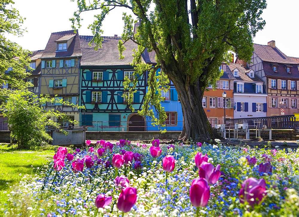 Half-timbered houses in Klein Venice, Colmar, Alsace, France, Europe