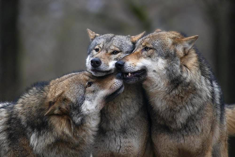 Gray wolf (Canis lupus), Kempfeld, Rheimland-Pfalz, Germany, Europe