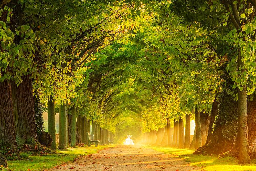 Tunnel-like avenue of linden trees in the morning light, park of Hundisburg Castle, Haldensleben, Saxony-Anhalt, Germany, Europe