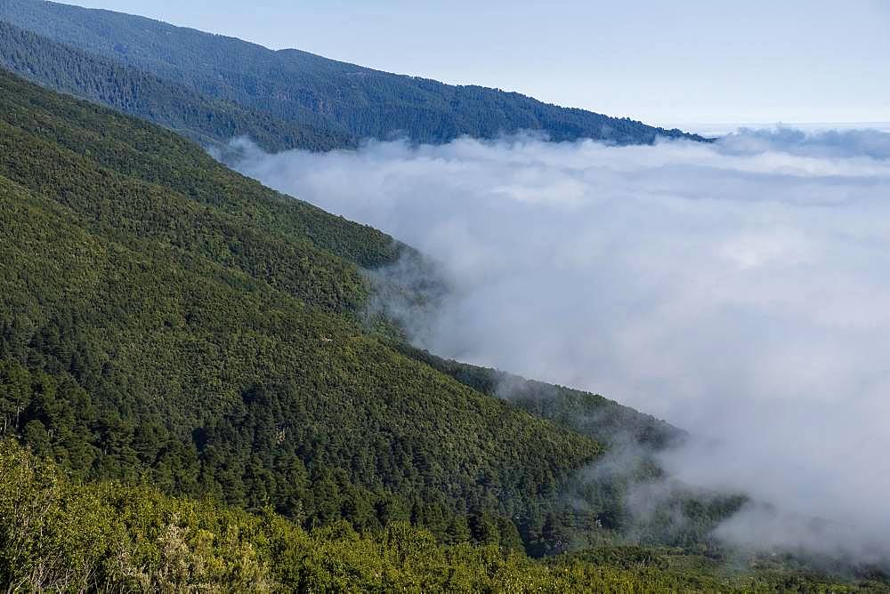 Cloud wall at mountain region, pine forest, La Palma, Canary Islands, Canary Islands, Spain, Europe