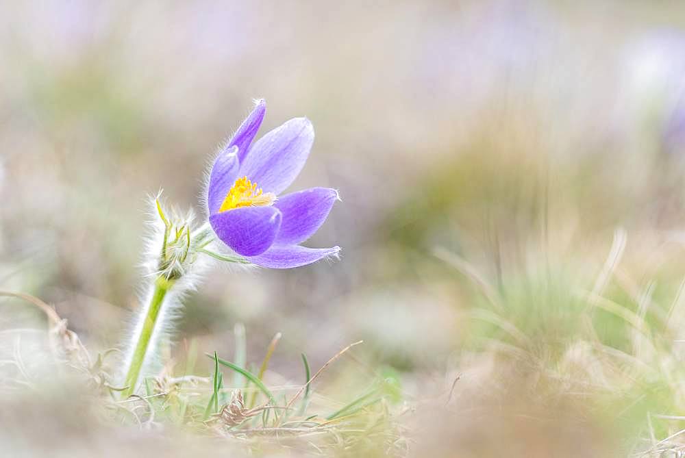 Pasque flower (Pulsatilla vulgaris) in a meadow, Lower Austria, Austria, Europe