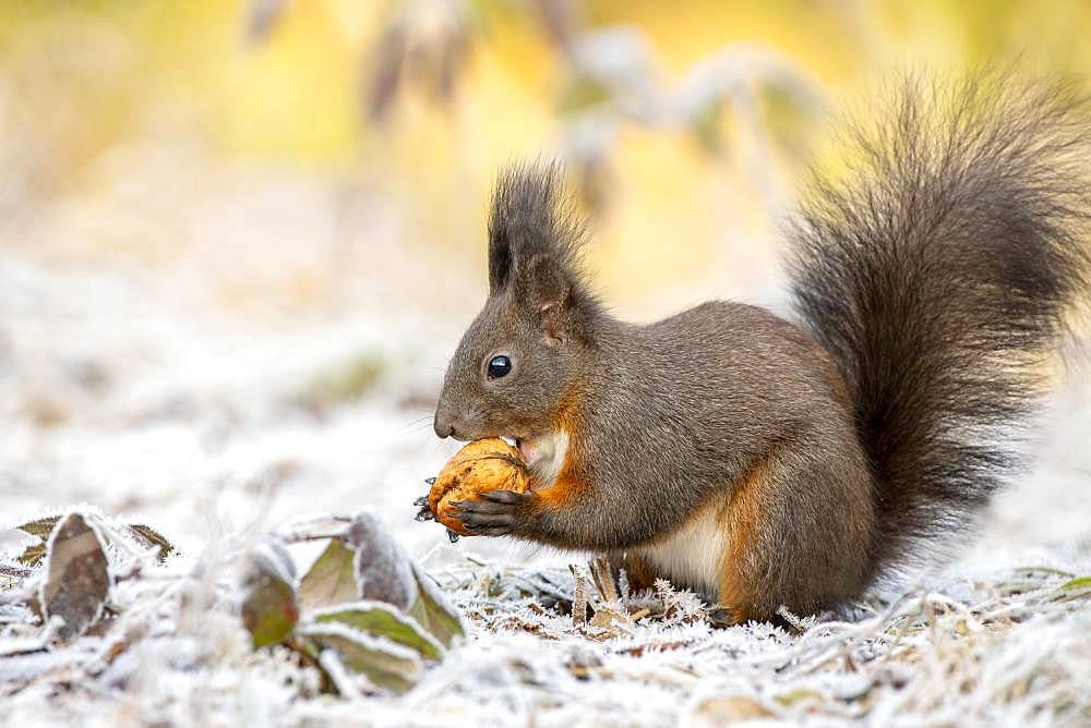 Eurasian red squirrel (Sciurus vulgaris), sits on the ground and eats walnut, hoarfrost, Tyrol, Austria, Europe