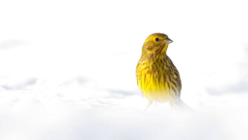 Yellowhammer (Emberiza citrinella), sitting on the snow-covered ground in winter, Tyrol, Austria, Europe