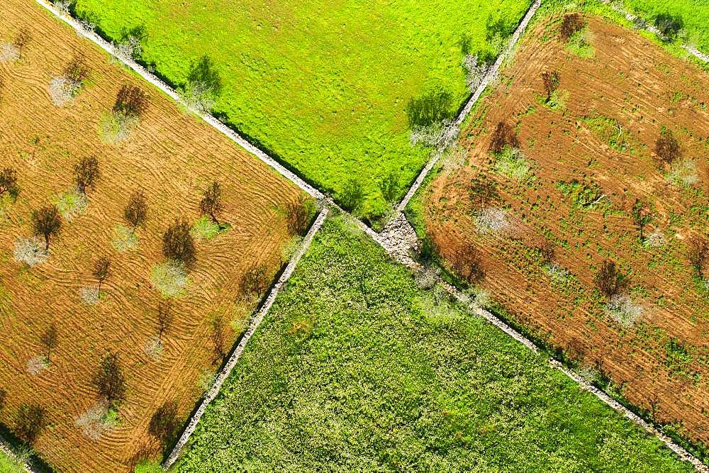 Almond plantations and meadows with stone walls, from above, near Ses Salines, Migjorn region, aerial view, Majorca, Balearic Islands, Spain, Europe