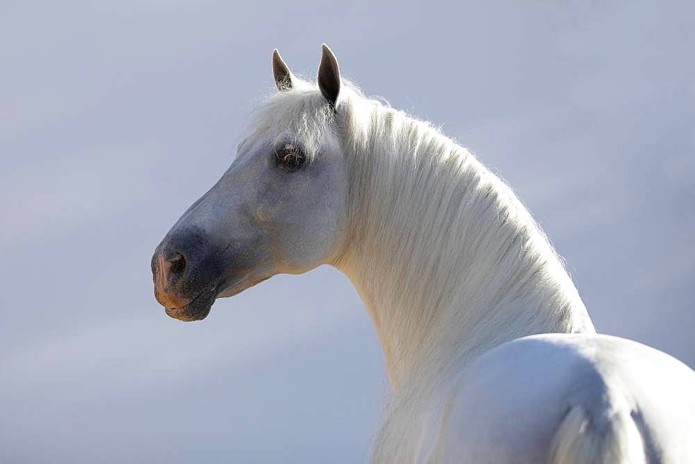 Spanish grey stallion portrait in front of wall, Andalusia, Spain, Europe